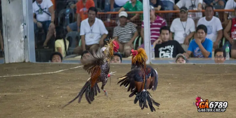 Cách chọn chiến kê đá cựa dao hiệu quả tại Ga6789